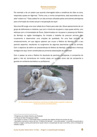 RAFEIRO DO ALENTEJO
VERA LÚCIA GIL INÁCIO
Curso Auxiliar Veterinária • O Cão – Origem e classificação biológica 6
Por exemplo o de um pastor que quando interrogado sobre a existência de cães na zona,
respondeu quase em lágrimas: ”Tenho uma, a minha companheira, está escondida se não
eles3 matam-na.”4 Esta cadela foi um dos animais utilizados pelos canicultores alentejanos
para a formação do núcleo actual e recuperação da raça5.
Nos anos 80 surge uma nova lufada de ar fresco para este cão. Dá-se aparecimento de um
grupo de defensores e criadores, que com o intuito de recuperar a raça quase extinta, uniu
esforços com a Universidade de Évora. Determinados em recuperar a presença do Rafeiro
do Alentejo na região transtagana, foi iniciado o trabalho de procurar animais para
cruzamento e desenvolver uma criações de qualidade. Foi uma fase confusa, de
amadurecimento, em que alguns optaram por cruzar o Rafeiro do Alentejo com o seu
parente espanhol, resultando no surgimento de algumas assimetrias entre os animais.
Com o objectivo de definir as características do Rafeiro do Alentejo, protegendo a herança
biológica da raça, foram constituídas as primeiras associações de criadores6.
Com o passar os anos o Rafeiro foi devolvido às planícies alentejanas, à companhia do
gado e não só, tornando-se em muitos casos um sucesso como cão de companhia e
guarda em ambiente doméstico ou profissional.
3 Dirigentes da Unidade Colectiva de Produção
4 in Raças de Cães Portugueses (1993)
5 Ver quadro no anexo 1. Informação sobre a evolução dos registos oficiais de animais da raça.
6 Aconselho vivamente a leitura do livro “O Rafeiro do Alentejo – uma velha paixão”, no sentido de aprofundar a
história e origens, sendo profundamente injusto reduzir a recuperação da raça numa folha, como a limitação do
trabalho implica.
3 – Em primeiro plano encontra-se uma femea na idade adulta, enquanto no plano de
fundo se encontra uma femea sénior.
 