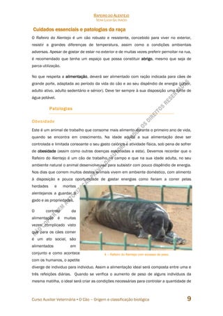 RAFEIRO DO ALENTEJO
VERA LÚCIA GIL INÁCIO
Curso Auxiliar Veterinária • O Cão – Origem e classificação biológica 9
Cuidados essenciais e patologias da raça
O Rafeiro do Alentejo é um cão robusto e resistente, concebido para viver no exterior,
resistir a grandes diferenças de temperatura, assim como a condições ambientais
adversas. Apesar de gostar de estar no exterior e de muitas vezes preferir pernoitar na rua,
é recomendado que tenha um espaço que possa constituir abrigo, mesmo que seja de
parca utilização.
No que respeita a alimentação, deverá ser alimentado com ração indicada para cães de
grande porte, adaptada ao período da vida do cão e ao seu dispêndio de energia (júnior,
adulto ativo, adulto sedentário e sénior). Deve ter sempre à sua disposição uma fonte de
água potável.
Patologias
Obesidade
Este é um animal de trabalho que consome mais alimento durante o primeiro ano de vida,
quando se encontra em crescimento. Na idade adulta a sua alimentação deve ser
controlada e limitada consoante o seu gasto calórico e atividade física, sob pena de sofrer
de obesidade (assim como outras doenças associadas a esta). Devemos recordar que o
Rafeiro do Alentejo é um cão de trabalho no campo e que na sua idade adulta, no seu
ambiente natural o animal desenvolveu-se para subsistir com pouco dispêndio de energia.
Nos dias que correm muitos destes animais vivem em ambiente doméstico, com alimento
à disposição e pouca oportunidade de gastar energias como fariam a correr pelas
herdades e montes
alentejanos a guardar o
gado e as propriedades.
O controlo da
alimentação é muitas
vezes complicado visto
que para os cães comer
é um ato social, são
alimentados em
conjunto e como acontece
com os humanos, o apetite
diverge de individuo para individuo. Assim a alimentação ideal será composta entre uma e
três refeições diárias. Quando se verifica o aumento de peso de alguns indivíduos da
mesma matilha, o ideal será criar as condições necessárias para controlar a quantidade de
4 – Rafeiro do Alentejo com excesso de peso.
 