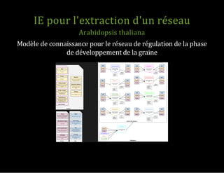 IE pour l'extraction d'un réseau
Arabidopsis thaliana
Modèle de connaissance pour le réseau de régulation de la phase
de développement de la graine
 