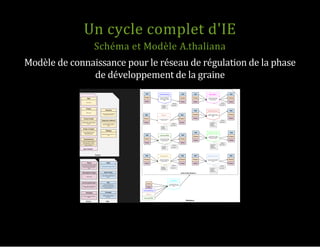 Un cycle complet d'IE
Schéma et Modèle A.thaliana
Modèle de connaissance pour le réseau de régulation de la phase
de développement de la graine
 