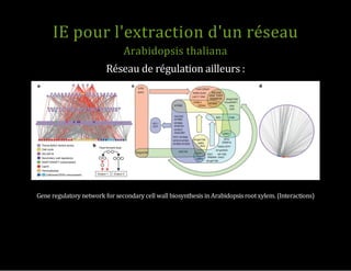 Réseau de régulation ailleurs :
IE pour l'extraction d'un réseau
Arabidopsis thaliana
Gene regulatory network for secondary cell wall biosynthesis in Arabidopsis root xylem. (Interactions)
 