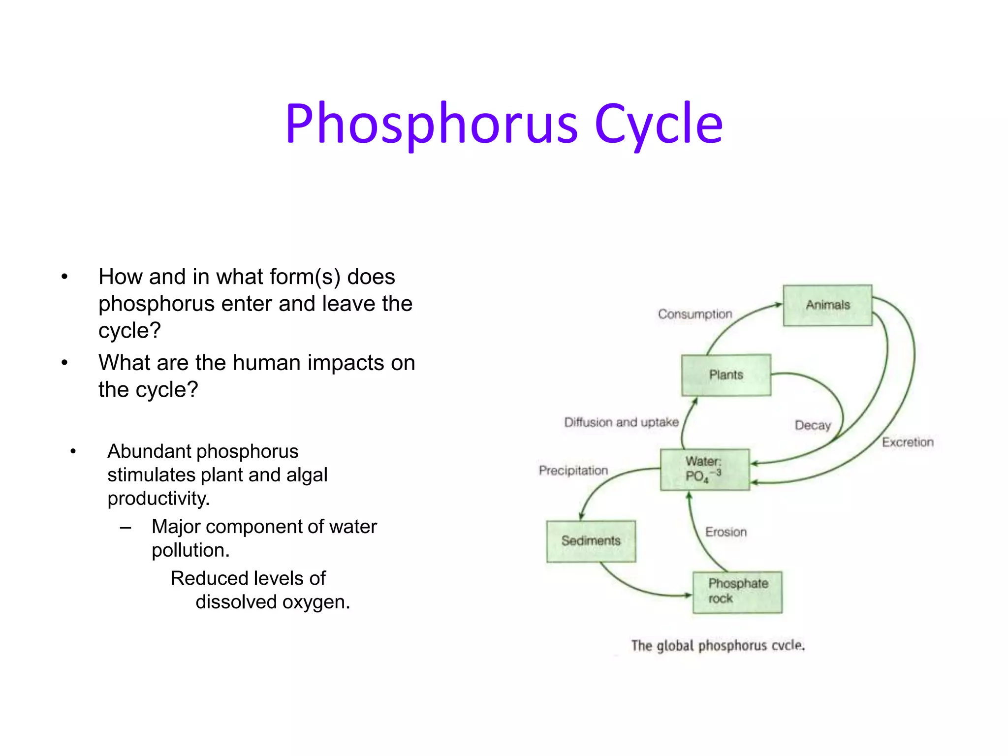 Ecology - Phosphorus Cycle | PPTX