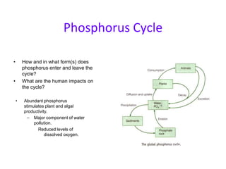 Phosphorus Cycle How and in what form(s) does phosphorus enter and leave the cycle? What are the human impacts on the cycle? ,[object Object]