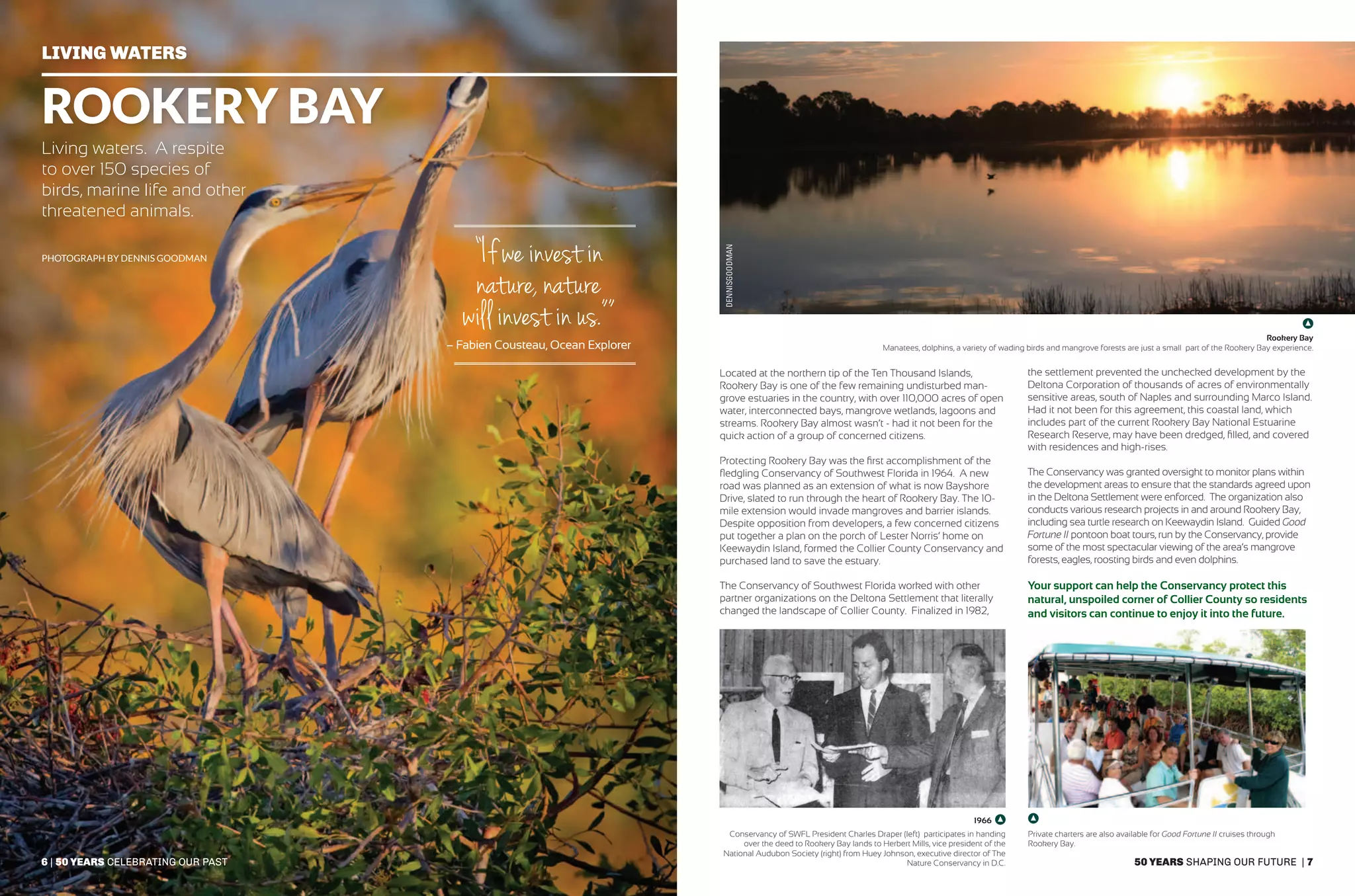 50 years shaping our future | 7
Living Waters
ROOKERY BAY
Living waters. A respite
to over 150 species of
birds, marine life and other
threatened animals.
Located at the northern tip of the Ten Thousand Islands,
Rookery Bay is one of the few remaining undisturbed man-
grove estuaries in the country, with over 110,000 acres of open
water, interconnected bays, mangrove wetlands, lagoons and
streams. Rookery Bay almost wasn’t - had it not been for the
quick action of a group of concerned citizens.
Protecting Rookery Bay was the first accomplishment of the
fledgling Conservancy of Southwest Florida in 1964. A new
road was planned as an extension of what is now Bayshore
Drive, slated to run through the heart of Rookery Bay. The 10-
mile extension would invade mangroves and barrier islands.
Despite opposition from developers, a few concerned citizens
put together a plan on the porch of Lester Norris’ home on
Keewaydin Island, formed the Collier County Conservancy and
purchased land to save the estuary.
The Conservancy of Southwest Florida worked with other
partner organizations on the Deltona Settlement that literally
changed the landscape of Collier County. Finalized in 1982,
Rookery Bay
Manatees, dolphins, a variety of wading birds and mangrove forests are just a small part of the Rookery Bay experience.
photograph by Dennis Goodman “If we invest in
nature, nature
will invest in us.””
– Fabien Cousteau, Ocean Explorer
Conservancy of SWFL President Charles Draper (left) participates in handing
over the deed to Rookery Bay lands to Herbert Mills, vice president of the
National Audubon Society (right) from Huey Johnson, executive director of The
Nature Conservancy in D.C.
Private charters are also available for Good Fortune II cruises through
Rookery Bay.
DENNISGOODMAN
the settlement prevented the unchecked development by the
Deltona Corporation of thousands of acres of environmentally
sensitive areas, south of Naples and surrounding Marco Island.
Had it not been for this agreement, this coastal land, which
includes part of the current Rookery Bay National Estuarine
Research Reserve, may have been dredged, filled, and covered
with residences and high-rises.
The Conservancy was granted oversight to monitor plans within
the development areas to ensure that the standards agreed upon
in the Deltona Settlement were enforced. The organization also
conducts various research projects in and around Rookery Bay,
including sea turtle research on Keewaydin Island. Guided Good
Fortune II pontoon boat tours, run by the Conservancy, provide
some of the most spectacular viewing of the area’s mangrove
forests, eagles, roosting birds and even dolphins.
Your support can help the Conservancy protect this
natural, unspoiled corner of Collier County so residents
and visitors can continue to enjoy it into the future.
6 | 50 years celebrating our past
1966
 