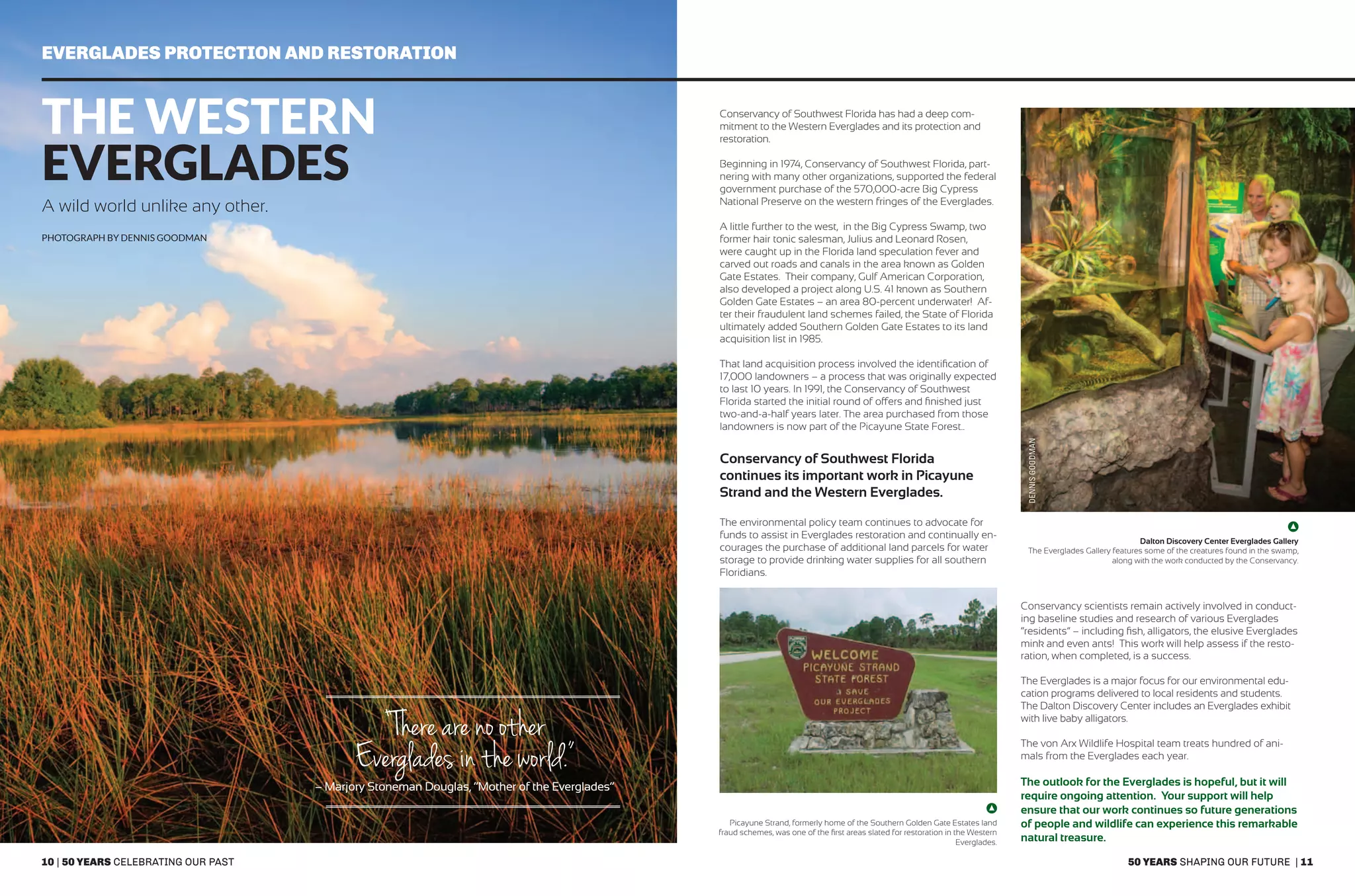 10 | 50 years celebrating our past 50 years shaping our future | 11
Everglades protection and Restoration
The Western
Everglades
A wild world unlike any other.
Conservancy of Southwest Florida has had a deep com-
mitment to the Western Everglades and its protection and
restoration.
Beginning in 1974, Conservancy of Southwest Florida, part-
nering with many other organizations, supported the federal
government purchase of the 570,000-acre Big Cypress
National Preserve on the western fringes of the Everglades.
A little further to the west, in the Big Cypress Swamp, two
former hair tonic salesman, Julius and Leonard Rosen,
were caught up in the Florida land speculation fever and
carved out roads and canals in the area known as Golden
Gate Estates. Their company, Gulf American Corporation,
also developed a project along U.S. 41 known as Southern
Golden Gate Estates – an area 80-percent underwater! Af-
ter their fraudulent land schemes failed, the State of Florida
ultimately added Southern Golden Gate Estates to its land
acquisition list in 1985.
That land acquisition process involved the identification of
17,000 landowners – a process that was originally expected
to last 10 years. In 1991, the Conservancy of Southwest
Florida started the initial round of offers and finished just
two-and-a-half years later. The area purchased from those
landowners is now part of the Picayune State Forest..
Conservancy of Southwest Florida
continues its important work in Picayune
Strand and the Western Everglades.
The environmental policy team continues to advocate for
funds to assist in Everglades restoration and continually en-
courages the purchase of additional land parcels for water
storage to provide drinking water supplies for all southern
Floridians.
Dalton Discovery Center Everglades Gallery
The Everglades Gallery features some of the creatures found in the swamp,
along with the work conducted by the Conservancy.
photograph by Dennis Goodman
“There are no other
Everglades in the world.”
– Marjory Stoneman Douglas, “Mother of the Everglades”
Conservancy scientists remain actively involved in conduct-
ing baseline studies and research of various Everglades
“residents” – including fish, alligators, the elusive Everglades
mink and even ants! This work will help assess if the resto-
ration, when completed, is a success.
The Everglades is a major focus for our environmental edu-
cation programs delivered to local residents and students.
The Dalton Discovery Center includes an Everglades exhibit
with live baby alligators.
The von Arx Wildlife Hospital team treats hundred of ani-
mals from the Everglades each year.
The outlook for the Everglades is hopeful, but it will
require ongoing attention. Your support will help
ensure that our work continues so future generations
of people and wildlife can experience this remarkable
natural treasure.
Picayune Strand, formerly home of the Southern Golden Gate Estates land
fraud schemes, was one of the first areas slated for restoration in the Western
Everglades.
DENNISGOODMAN
 