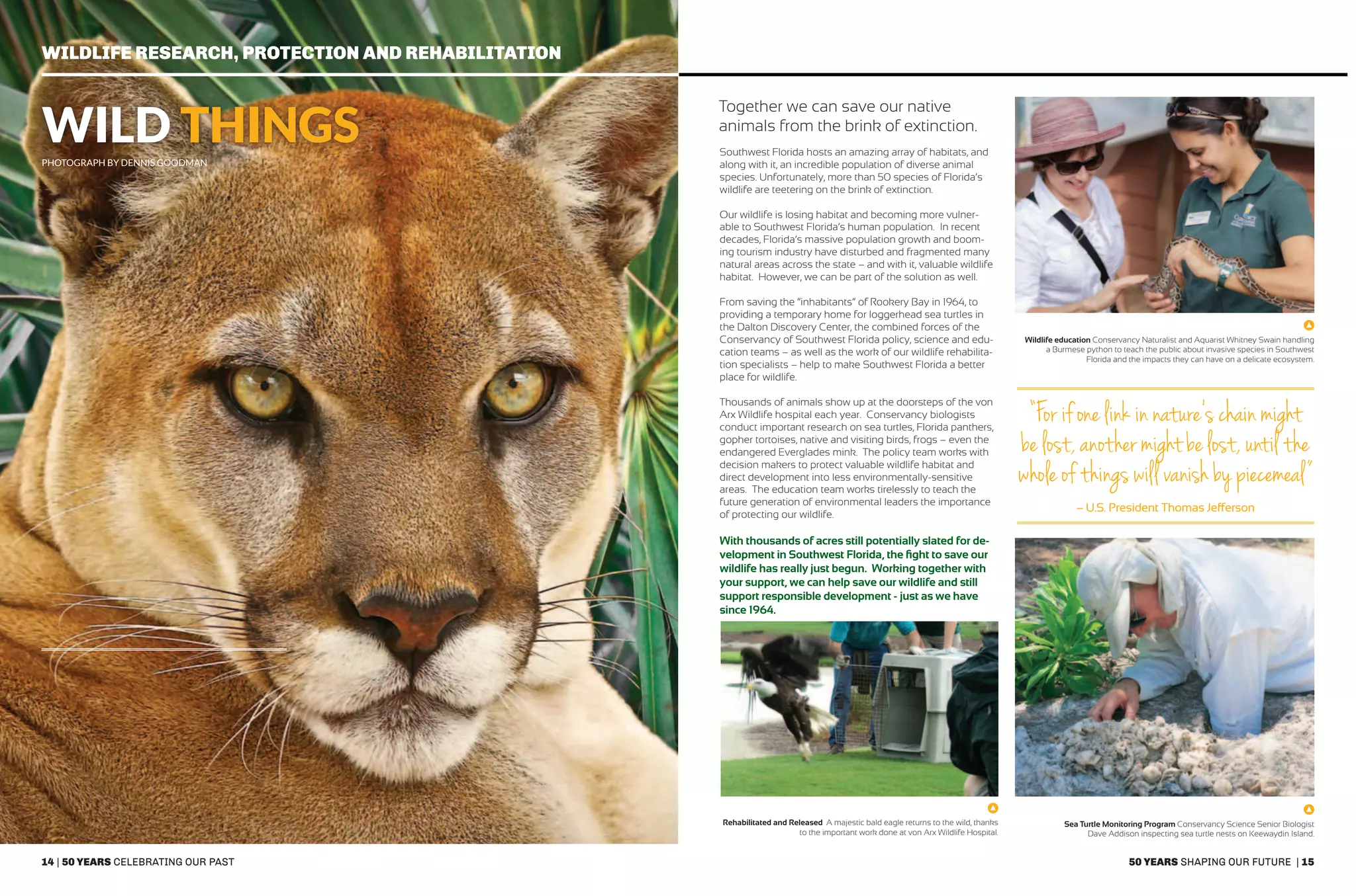 14 | 50 years celebrating our past 50 years shaping our future | 15
Wildlife research, protection and rehabilitation
Wild Thingsphotograph by Dennis Goodman
Southwest Florida hosts an amazing array of habitats, and
along with it, an incredible population of diverse animal
species. Unfortunately, more than 50 species of Florida’s
wildlife are teetering on the brink of extinction.
Our wildlife is losing habitat and becoming more vulner-
able to Southwest Florida’s human population. In recent
decades, Florida’s massive population growth and boom-
ing tourism industry have disturbed and fragmented many
natural areas across the state – and with it, valuable wildlife
habitat. However, we can be part of the solution as well.
From saving the “inhabitants” of Rookery Bay in 1964, to
providing a temporary home for loggerhead sea turtles in
the Dalton Discovery Center, the combined forces of the
Conservancy of Southwest Florida policy, science and edu-
cation teams – as well as the work of our wildlife rehabilita-
tion specialists – help to make Southwest Florida a better
place for wildlife.
Thousands of animals show up at the doorsteps of the von
Arx Wildlife hospital each year. Conservancy biologists
conduct important research on sea turtles, Florida panthers,
gopher tortoises, native and visiting birds, frogs – even the
endangered Everglades mink. The policy team works with
decision makers to protect valuable wildlife habitat and
direct development into less environmentally-sensitive
areas. The education team works tirelessly to teach the
future generation of environmental leaders the importance
of protecting our wildlife.
With thousands of acres still potentially slated for de-
velopment in Southwest Florida, the fight to save our
wildlife has really just begun. Working together with
your support, we can help save our wildlife and still
support responsible development - just as we have
since 1964.
Sea Turtle Monitoring Program Conservancy Science Senior Biologist
Dave Addison inspecting sea turtle nests on Keewaydin Island.
Wildlife education Conservancy Naturalist and Aquarist Whitney Swain handling
a Burmese python to teach the public about invasive species in Southwest
Florida and the impacts they can have on a delicate ecosystem.
Together we can save our native
animals from the brink of extinction.
“For if one link in nature’s chain might
be lost, another might be lost, until the
whole of things will vanish by piecemeal”
– U.S. President Thomas Jefferson
Rehabilitated and Released A majestic bald eagle returns to the wild, thanks
to the important work done at von Arx Wildlife Hospital.
 
