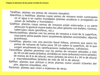 4 Según   la ubicación de las yemas o brotes de renuevo 