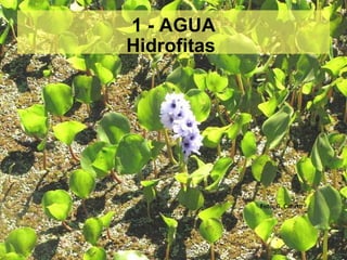 1 - AGUA Hidrofitas  