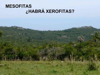 MESOFITAS ¿HABRÁ XEROFITAS? 
