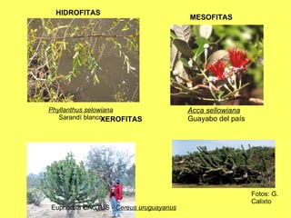 Acca sellowiana Guayabo del país Fotos: G.  Calixto HIDROFITAS MESOFITAS Phyllanthus selowiana Sarandí blanco Euphorbia CACTUS -  Cereus uruguayanus XEROFITAS 