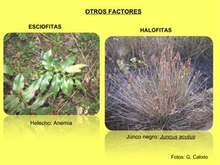 OTROS FACTORES Fotos: G. Calixto ESCIOFITAS HALOFITAS Helecho: Anemia Junco negro:  Juncus acutus 