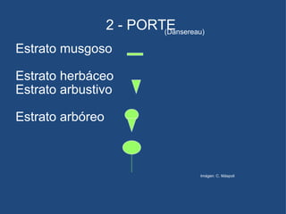Estrato musgoso Estrato herbáceo Estrato arbustivo Estrato arbóreo 2 - PORTE (Dansereau) Imágen: C. Máspoli 