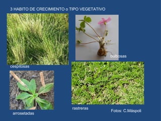 3 HABITO DE CRECIMIENTO o TIPO VEGETATIVO  cespitosas arrosetadas rastreras bulbosas Fotos: C.Máspoli 