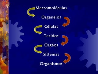 Macromoléculas
Organelos
Células
Tecidos
Orgãos
Sistemas
Organismos
 