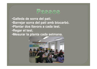 •Galleda de sorra del pati.
•Barrejar sorra del pati amb biocarbó.
•Plantar dos llavors a cada test.
•Regar el test.
•Mesurar la planta cada setmana.
 