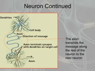 Neuron Continued
The axon
transmits the
message along
the rest of the
neuron to the
next neuron
 