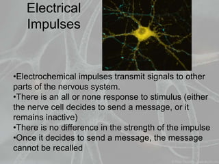 Electrical
Impulses
•Electrochemical impulses transmit signals to other
parts of the nervous system.
•There is an all or none response to stimulus (either
the nerve cell decides to send a message, or it
remains inactive)
•There is no difference in the strength of the impulse
•Once it decides to send a message, the message
cannot be recalled
 