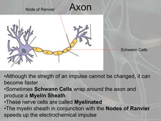 Axon
•Although the stregth of an impulse cannot be changed, it can
become faster
•Sometimes Schwann Cells wrap around the axon and
produce a Myelin Sheath
•These nerve cells are called Myelinated
•The myelin sheath in conjunction with the Nodes of Ranvier
speeds up the electrochemical impulse
Schwann Cells
Node of Ranvier
 