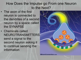 How Does the Impulse go From one Neuron
to the Next?
• The axon of the first
neuron is connected to
the dendrites of a second
neuron by a space called
the SYNAPSE
• Chemicals called
NEUROTRANSMITTERS
send a signal to the
second neuron asking it
to continue sending the
information
 