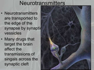 Neurotransmitters
• Neurotransmitters
are transported to
the edge of the
synapse by synaptic
vessicles
• Many drugs that
target the brain
affect the
transmissions of
singals across the
synaptic cleft
 