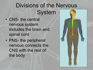 Divisions of the Nervous
System
• CNS- the central
nervous system
includes the brain and
spinal cord
• PNS- the peripheral
nervous connects the
CNS with the rest of
the body
 