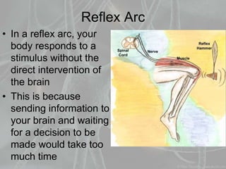 Reflex Arc
• In a reflex arc, your
body responds to a
stimulus without the
direct intervention of
the brain
• This is because
sending information to
your brain and waiting
for a decision to be
made would take too
much time
 