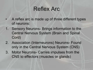 Reflex Arc
• A reflex arc is made up of three different types
of neurons:
1. Sensory Neurons- Brings information to the
Central Nervous System (Brain and Spinal
Cord)
2. Association (Interneurons) Neurons- Found
only in the Central Nervous System (CNS)
3. Motor Neurons- Carries impulses from the
CNS to effectors (muscles or glands)
 