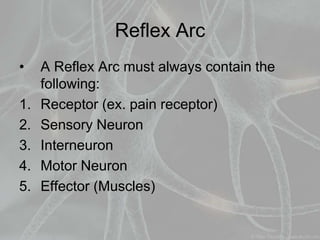 Reflex Arc
• A Reflex Arc must always contain the
following:
1. Receptor (ex. pain receptor)
2. Sensory Neuron
3. Interneuron
4. Motor Neuron
5. Effector (Muscles)
 