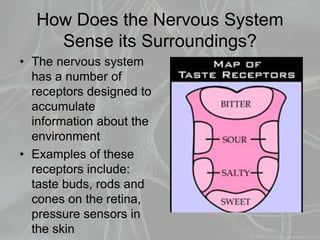 How Does the Nervous System
Sense its Surroundings?
• The nervous system
has a number of
receptors designed to
accumulate
information about the
environment
• Examples of these
receptors include:
taste buds, rods and
cones on the retina,
pressure sensors in
the skin
 