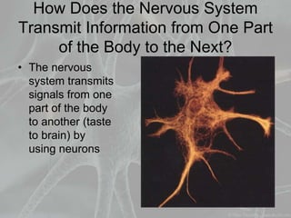 How Does the Nervous System
Transmit Information from One Part
of the Body to the Next?
• The nervous
system transmits
signals from one
part of the body
to another (taste
to brain) by
using neurons
 