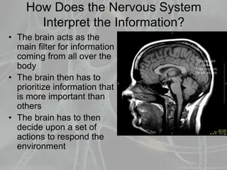 How Does the Nervous System
Interpret the Information?
• The brain acts as the
main filter for information
coming from all over the
body
• The brain then has to
prioritize information that
is more important than
others
• The brain has to then
decide upon a set of
actions to respond the
environment
 
