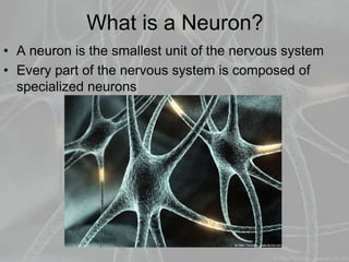 What is a Neuron?
• A neuron is the smallest unit of the nervous system
• Every part of the nervous system is composed of
specialized neurons
 