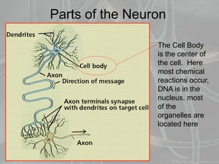Parts of the Neuron
The Cell Body
is the center of
the cell. Here
most chemical
reactions occur,
DNA is in the
nucleus, most
of the
organelles are
located here
 