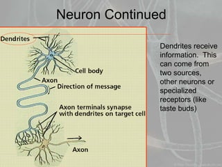 Neuron Continued
Dendrites receive
information. This
can come from
two sources,
other neurons or
specialized
receptors (like
taste buds)
 