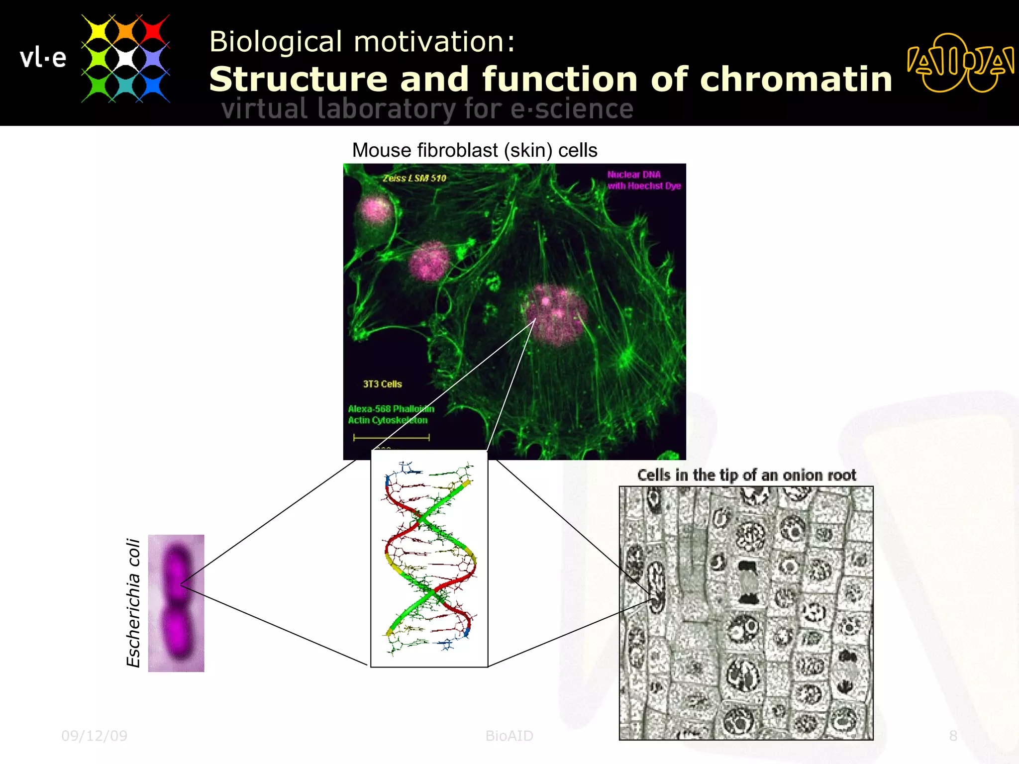 Biological motivation:  Structure and function of chromatin Escherichia coli Mouse fibroblast (skin) cells 