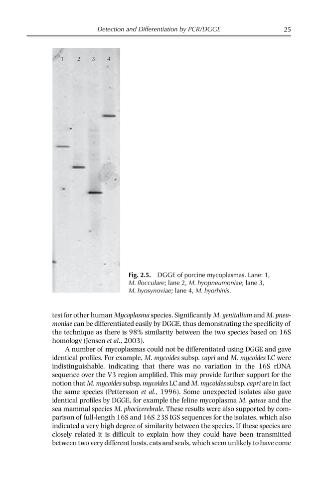 Mycoplasma Diseases of Ruminants First Edition Robin Nicholas | PDF
