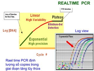 REALTIME PCR
Rael time PCR định
lượng số copies trong
giai đoạn tăng lũy thừa
Log view
 