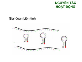 Giai đoạn biến tính
NGUYÊN TẮC
HOẠT ĐỘNG
 