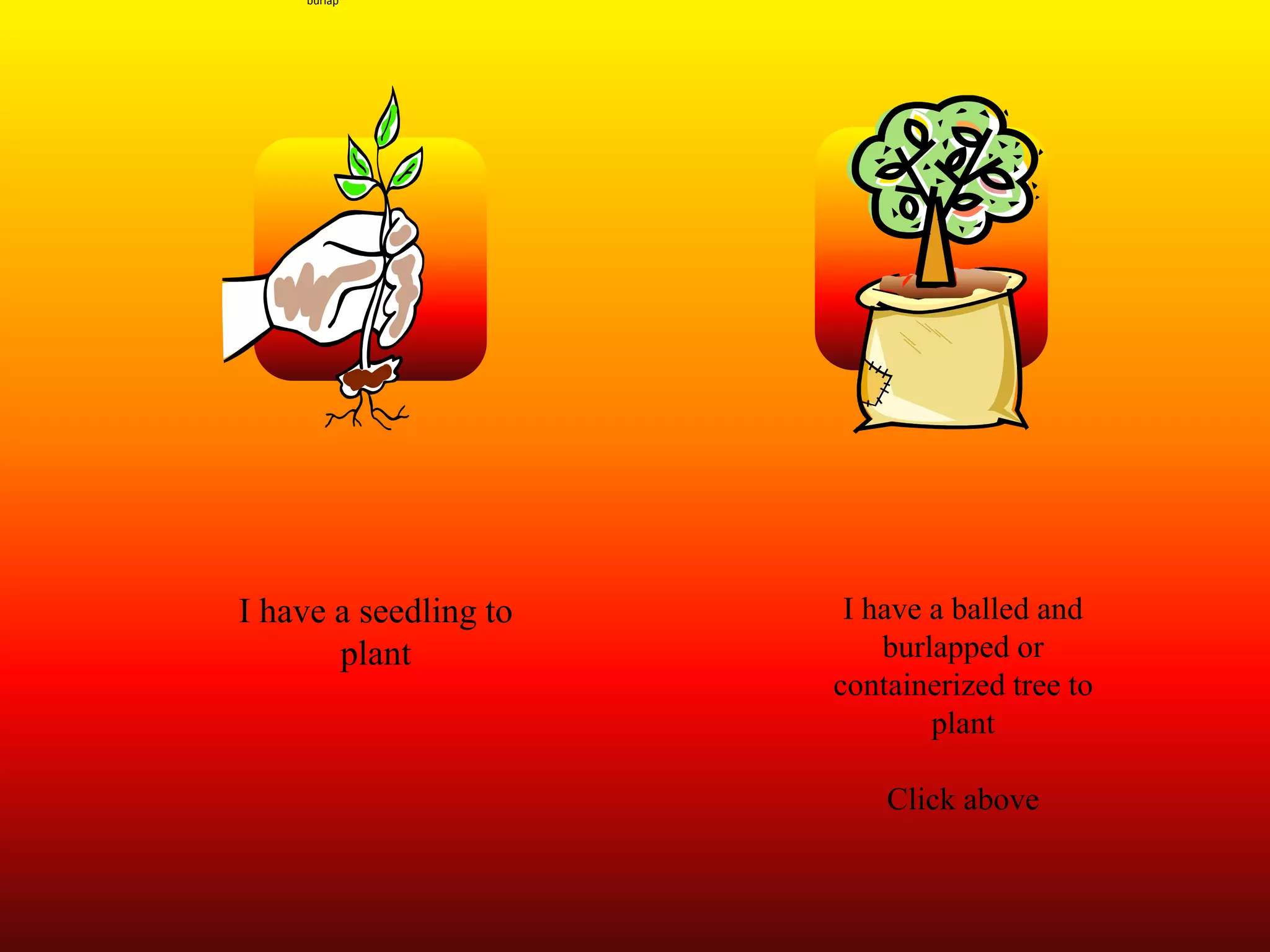 I have a seedling to
plant
I have a balled and
burlapped or
containerized tree to
plant
Click above
burlap
 