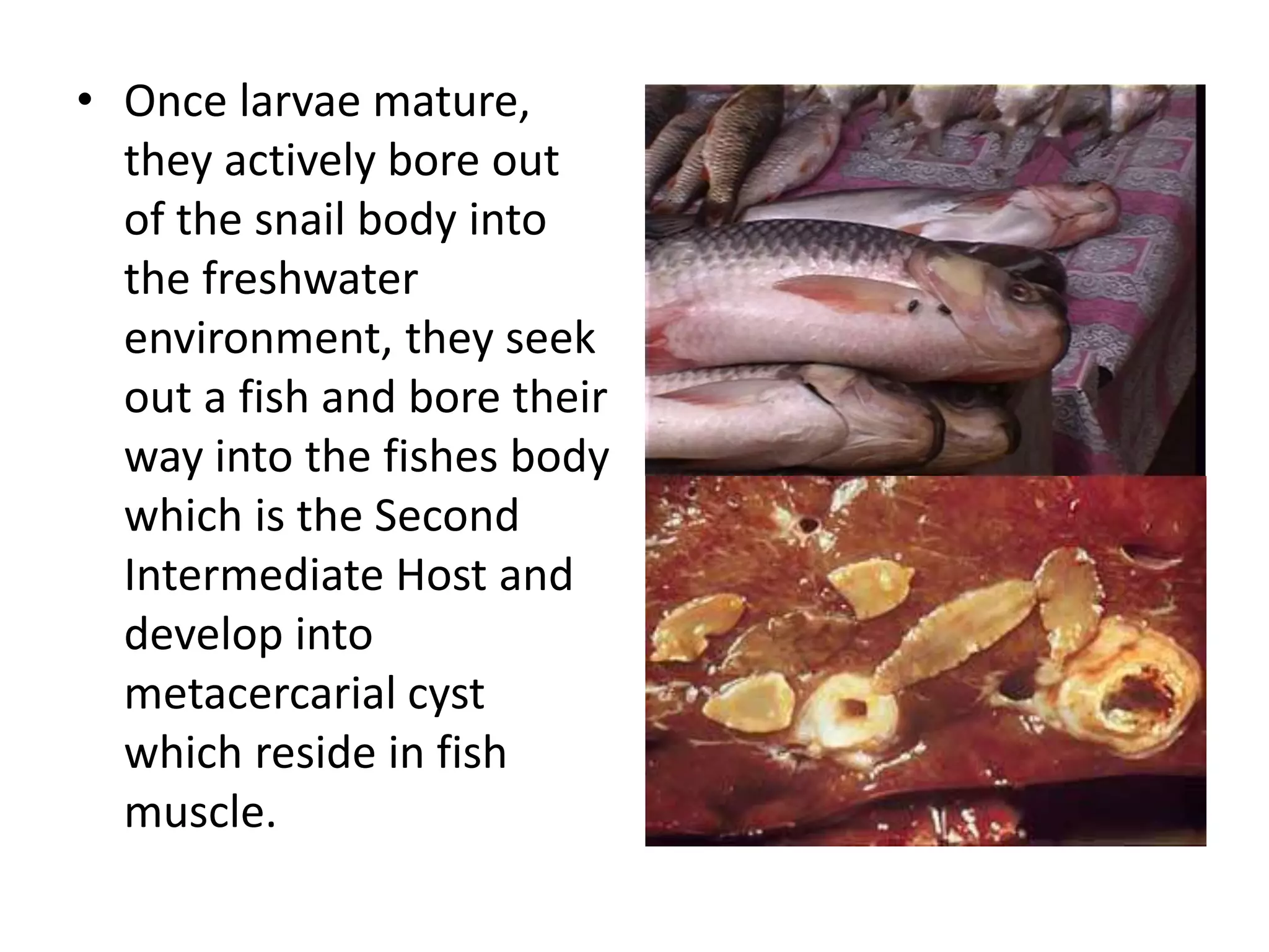 • Once larvae mature,
they actively bore out
of the snail body into
the freshwater
environment, they seek
out a fish and bore their
way into the fishes body
which is the Second
Intermediate Host and
develop into
metacercarial cyst
which reside in fish
muscle.
 