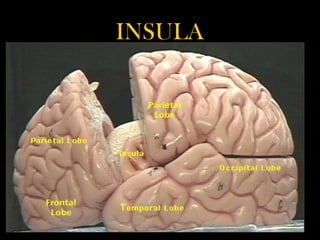 Insular Humunculus Biology of emotions | PPT