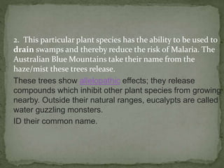 2. This particular plant species has the ability to be used to
drain swamps and thereby reduce the risk of Malaria. The
Australian Blue Mountains take their name from the
haze/mist these trees release.
These trees show allelopathic effects; they release
compounds which inhibit other plant species from growing
nearby. Outside their natural ranges, eucalypts are called
water guzzling monsters.
ID their common name.
 