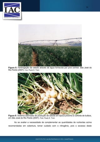 24

Figura 8. Fertirrigação de cebola através de água fornecida por pivô central. São José do
Rio Pardo (2007). Foto: Paulo E. Trani

Figura 9. Sistema adensado de produção de cebola em época próxima à colheita de bulbos,
em São José do Rio Pardo (2007). Foto: Paulo E. Trani
Ao se avaliar a necessidade de complementar as quantidades de nutrientes acima
recomendadas em cobertura, tomar cuidado com o nitrogênio, pois o excesso deste

 