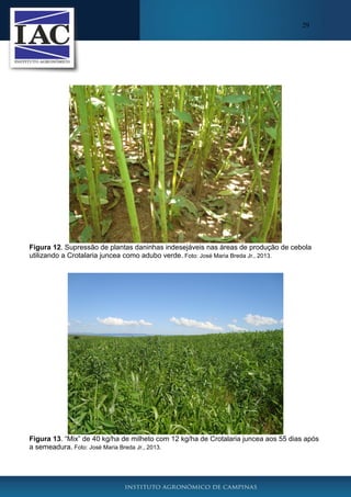 29

Figura 12. Supressão de plantas daninhas indesejáveis nas áreas de produção de cebola
utilizando a Crotalaria juncea como adubo verde. Foto: José Maria Breda Jr., 2013.

Figura 13. “Mix” de 40 kg/ha de milheto com 12 kg/ha de Crotalaria juncea aos 55 dias após
a semeadura. Foto: José Maria Breda Jr., 2013.

 