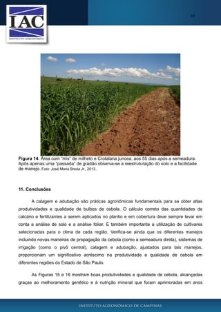 30

Figura 14. Área com “mix” de milheto e Crotalaria juncea, aos 55 dias após a semeadura.
Após apenas uma “passada” de gradão observa-se a reestruturação do solo e a facilidade
de manejo. Foto: José Maria Breda Jr., 2013.

11. Conclusões
A calagem e adubação são práticas agronômicas fundamentais para se obter altas
produtividades e qualidade de bulbos de cebola. O cálculo correto das quantidades de
calcário e fertilizantes a serem aplicados no plantio e em cobertura deve sempre levar em
conta a análise de solo e a análise foliar. É também importante a utilização de cultivares
selecionadas para o clima de cada região. Verifica-se ainda que os diferentes manejos
incluindo novas maneiras de propagação da cebola (como a semeadura direta), sistemas de
irrigação (como o pivô central), calagem e adubação, ajustados para tais manejos,
proporcionam um significativo acréscimo na produtividade e qualidade de cebola em
diferentes regiões do Estado de São Paulo.
As Figuras 15 e 16 mostram boas produtividades e qualidade de cebola, alcançadas
graças ao melhoramento genético e à nutrição mineral que foram aprimoradas em anos

 