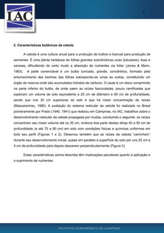 5

2. Características botânicas da cebola
A cebola é uma cultura anual para a produção de bulbos e bianual para produção de
sementes. É uma planta herbácea de folhas grandes subcilíndricas ocas (tubulares), lisas e
cerosas, dificultando de certo modo a absorção de nutrientes via foliar (Jones & Mann,
1963).

A parte comerciável é um bulbo tunicado, grande, concêntrico, formado pelo

entumecimento das bainhas das folhas sobrepondo-se umas às outras, constituindo um
órgão de reserva onde são acumulados hidratos de carbono. O caule é um disco comprimido
na parte inferior do bulbo, de onde saem as raízes fasciculadas, pouco ramificadas que
exploram um volume de solo equivalente a 25 cm de diâmetro e 60 cm de profundidade,
sendo que nos 30 cm superiores do solo é que há maior concentração de raízes
(Mascarenhas, 1980). A avaliação do sistema radicular da cebola foi realizada no Brasil
pioneiramente por Prado (1940, 1941) que realizou em Campinas, no IAC, trabalhos sobre o
desenvolvimento radicular da cebola propagada por mudas, concluindo o seguinte: as raízes
concentram seu maior volume até os 30 cm, embora boa parte destas atinja 40 a 50 cm de
profundidade (e até 70 a 80 cm) em solo com condições físicas e químicas uniformes em
todo seu perfil (Figuras 1 e 2). Observou também que as raízes da cebola “caminham”
durante seu desenvolvimento inicial, quase em paralelo à superfície do solo por uns 25 cm e
5 cm de profundidade para depois descerem perpendicularmente (Figura 3).
Estas características acima descritas têm implicações peculiares quanto à aplicação e
o suprimento de nutrientes.

 