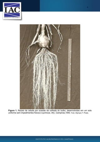 6

Figura 1. Raízes de cebola por ocasião da colheita do bulbo, desenvolvidas em um solo
uniforme sem impedimentos físicos e químicos. IAC, Campinas,1940. Foto: Olympio T. Prado.

 