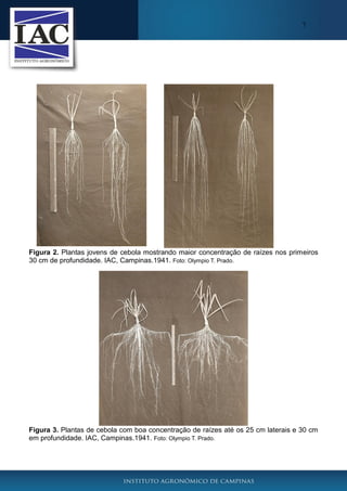 7

Figura 2. Plantas jovens de cebola mostrando maior concentração de raízes nos primeiros
30 cm de profundidade. IAC, Campinas.1941. Foto: Olympio T. Prado.

Figura 3. Plantas de cebola com boa concentração de raízes até os 25 cm laterais e 30 cm
em profundidade. IAC, Campinas.1941. Foto: Olympio T. Prado.

 