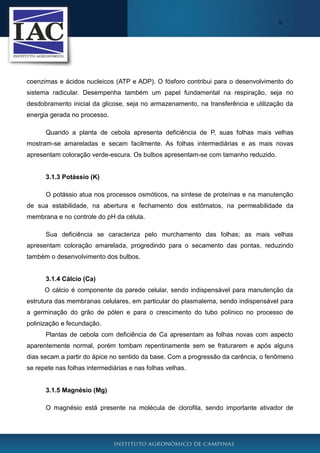 9

coenzimas e ácidos nucleicos (ATP e ADP). O fósforo contribui para o desenvolvimento do
sistema radicular. Desempenha também um papel fundamental na respiração, seja no
desdobramento inicial da glicose, seja no armazenamento, na transferência e utilização da
energia gerada no processo.
Quando a planta de cebola apresenta deficiência de P, suas folhas mais velhas
mostram-se amareladas e secam facilmente. As folhas intermediárias e as mais novas
apresentam coloração verde-escura. Os bulbos apresentam-se com tamanho reduzido.

3.1.3 Potássio (K)
O potássio atua nos processos osmóticos, na síntese de proteínas e na manutenção
de sua estabilidade, na abertura e fechamento dos estômatos, na permeabilidade da
membrana e no controle do pH da célula.
Sua deficiência se caracteriza pelo murchamento das folhas; as mais velhas
apresentam coloração amarelada, progredindo para o secamento das pontas, reduzindo
também o desenvolvimento dos bulbos.

3.1.4 Cálcio (Ca)
O cálcio é componente da parede celular, sendo indispensável para manutenção da
estrutura das membranas celulares, em particular do plasmalema, sendo indispensável para
a germinação do grão de pólen e para o crescimento do tubo polínico no processo de
polinização e fecundação.
Plantas de cebola com deficiência de Ca apresentam as folhas novas com aspecto
aparentemente normal, porém tombam repentinamente sem se fraturarem e após alguns
dias secam a partir do ápice no sentido da base. Com a progressão da carência, o fenômeno
se repete nas folhas intermediárias e nas folhas velhas.

3.1.5 Magnésio (Mg)
O magnésio está presente na molécula de clorofila, sendo importante ativador de

 