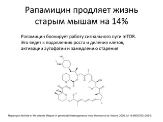 Рапамицин продляет жизнь
старым мышам на 14%
Рапамицин блокирует работу сигнального пути mTOR.
Это ведет к подавлению роста и деления клеток,
активации аутофагии и замедлению старения
Rapamycin fed late in life extends lifespan in genetically heterogeneous mice. Harrison et al. Nature. 2009 Jul 16;460(7253):392-5.
 